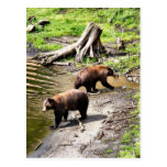 Postales de la fotografía del oso de Brown