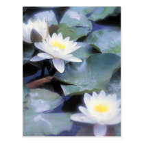 Postales de Waterlilies tarjetas postales