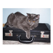 Postales del gatito de Buisiness