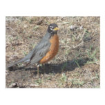 Postales del pájaro del petirrojo del Rad
