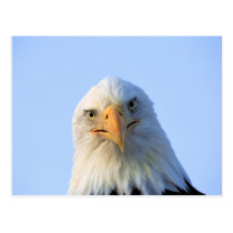 Postales el mirar fijamente Eagle calvo tarjetas postales