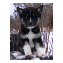 Postales fornidas del perrito