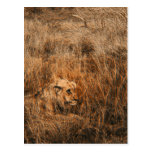 Postales masculinas del safari del animal salvaje 