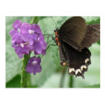 Postales negras lindas de la mariposa