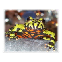 Postales orientales del sapo del vientre del fuego
