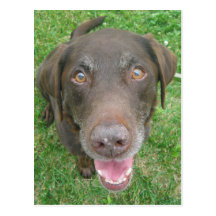 Postales sonrientes del labrador retriever del cho