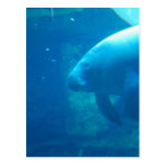 Postales subacuáticas del Manatee
