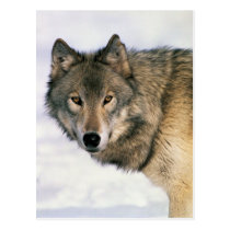 Postards del lobo tarjetas postales