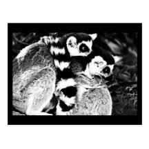 Postcard-Animals-7 Tarjetas Postales