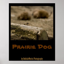 Poster 1531 del perro de las praderas