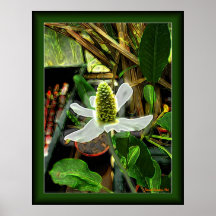 Poster 1 de la planta de la espada