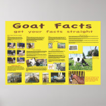 Poster 1 de los hechos de la cabra