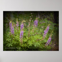 Poster 1 del Wildflower del Lupine