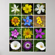 Poster 2 de la flor