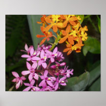 Poster 2 de Radicans del Epidendrum