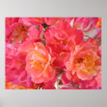 Poster, alboroto de los rosas rojos 1