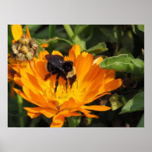 Poster - alimentando en Calendula