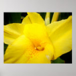 Poster amarillo de la flor del lirio de canna