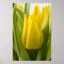 Poster amarillo de la flor del tulipán…