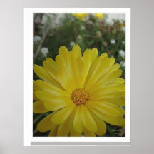 Poster amarillo de la margarita