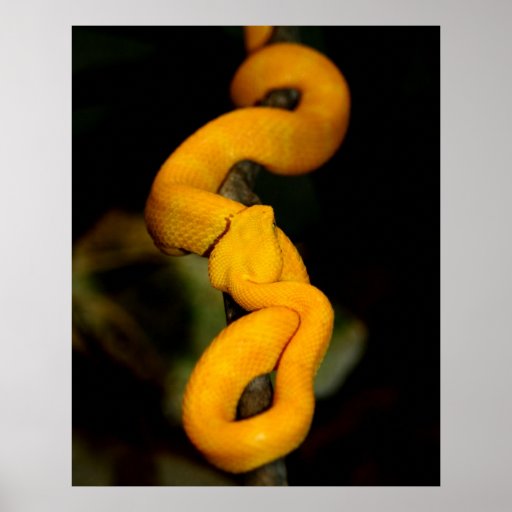 Poster amarillo de la serpiente