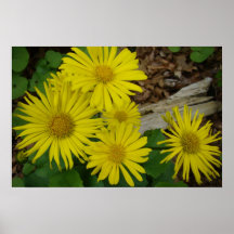Poster amarillo de las margaritas