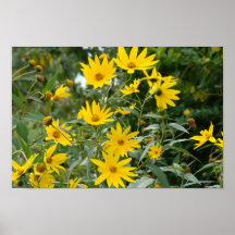 Poster amarillo de las margaritas II