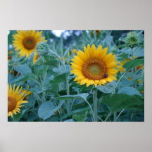 Poster amarillo de los girasoles