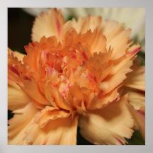 Poster anaranjado de la flor