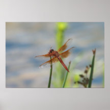 Poster anaranjado de la naturaleza de la libélula
