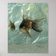 Poster anaranjado del Goldfish