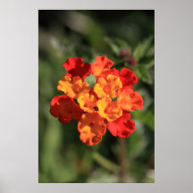 Poster anaranjado del Lantana