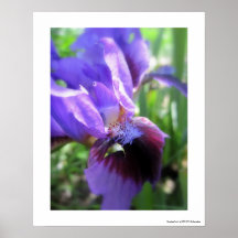 Poster anguloso del iris