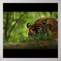 Poster-Animals-12