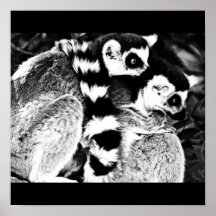 Poster-Animals-7