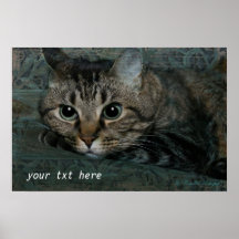 Poster apenado gatito vigilante