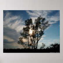 Poster - árbol de la playa