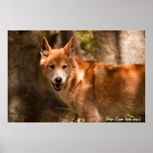 Poster australiano del dingo