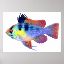 Poster azul alemán del Cichlid del enano del espol