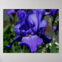 Poster azul de la flor del iris barbudo