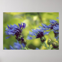 Poster azul del Cornflower