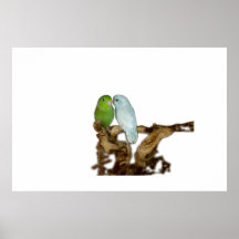 Poster azul y verde de Parrotlets