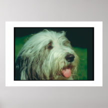 Poster barbudo del collie