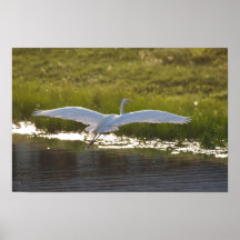 Poster blanco 3 de la garza en vuelo