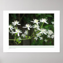 Poster blanco del flor
