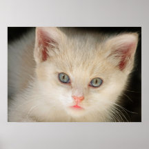 Poster blanco del gatito