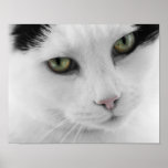 Poster blanco del gato