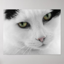 Poster blanco del gato