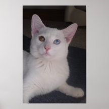 Poster blanco del gato del ojo impar