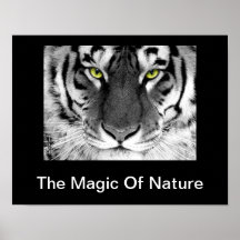 Poster blanco del tigre